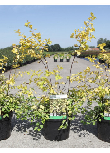 SPIRAEA vanhouttei GOLD FOUNTAIN En pot de 3-4 litres