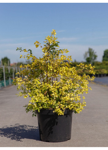 SPIRAEA vanhouttei GOLD FOUNTAIN En pot de 10-12 litres