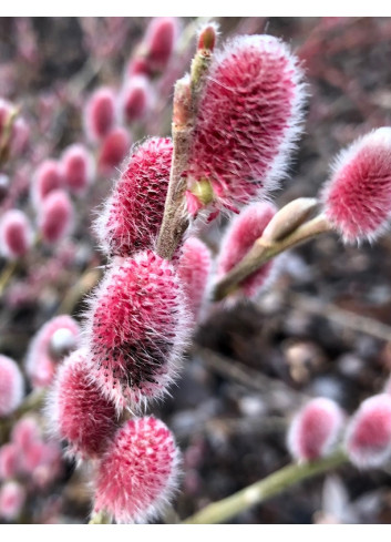 SALIX gracilistyla MOUNT ASO