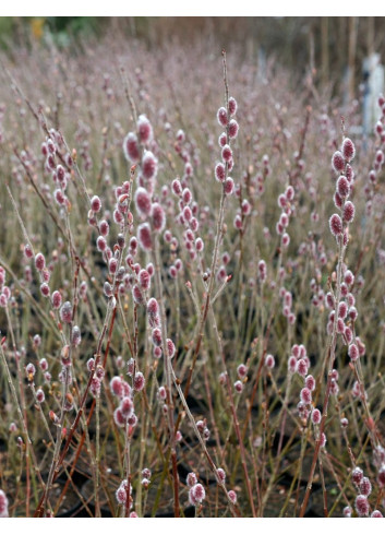 SALIX gracilistyla MOUNT ASO