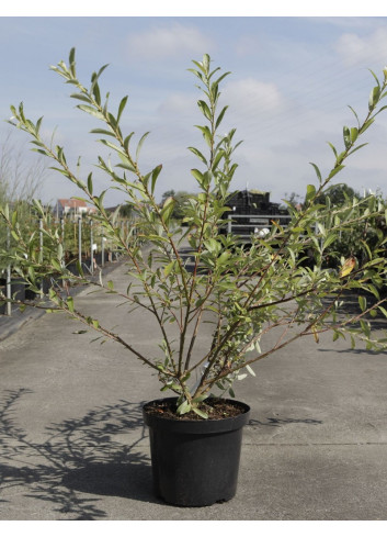 SALIX gracilistyla MOUNT ASO En pot de 10-12 litres