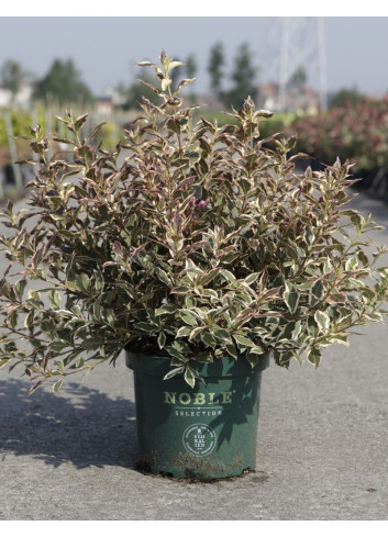 WEIGELA ALL SUMMER MONET En pot de 10-12 litres