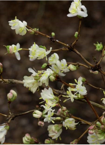 LONICERA fragrantissima