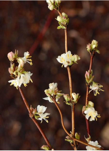 LONICERA fragrantissima