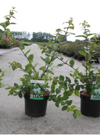 LONICERA fragrantissima En pot de 3-4 litres