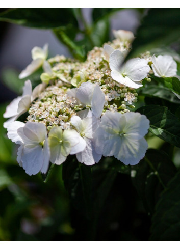 HYDRANGEA RUNAWAY BRIDE