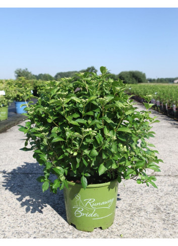 HYDRANGEA RUNAWAY BRIDE En pot de 15-20 litres