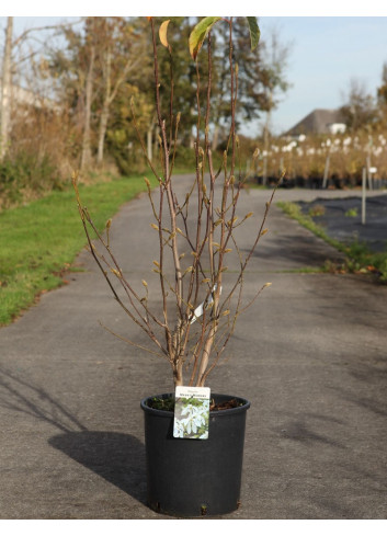 MAGNOLIA WADA'S MEMORY En pot de 15-20 litres