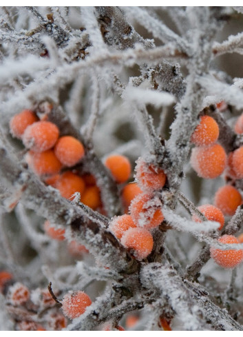 HIPPOPHAE rhamnoides