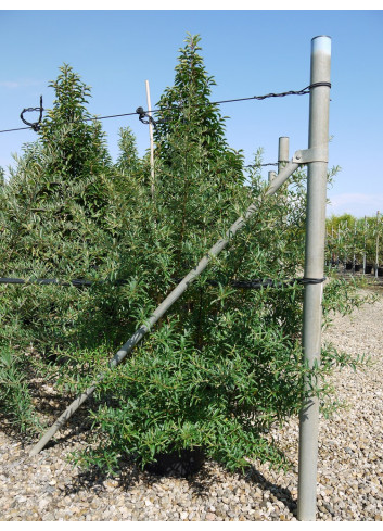 HIPPOPHAE rhamnoides En pot de 25-30 litres