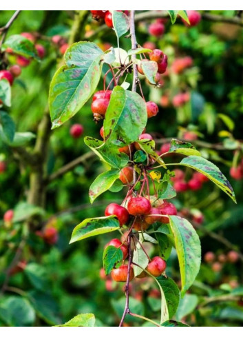 MALUS toringo TINA