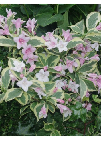 WEIGELA WHITE LIGHTNING