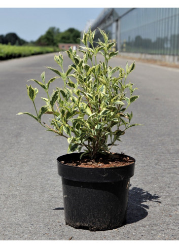 WEIGELA WHITE LIGHTNING En pot de 3-4 litres