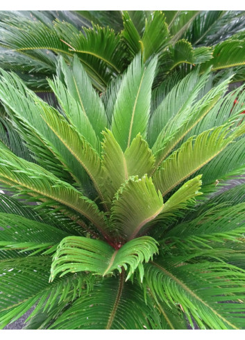 CYCAS revouluta