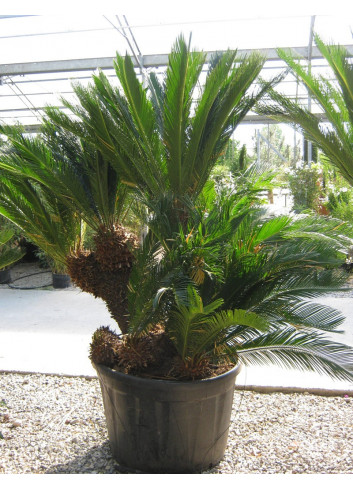 CYCAS revouluta