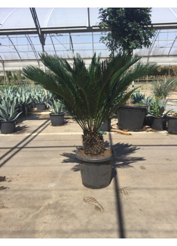 CYCAS revouluta