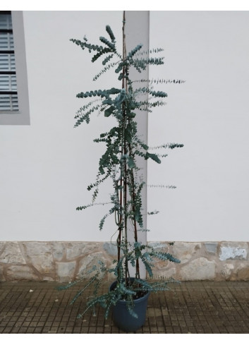 EUCALYPTUS pulverulenta BAY BLUE En pot de 20-25 litres