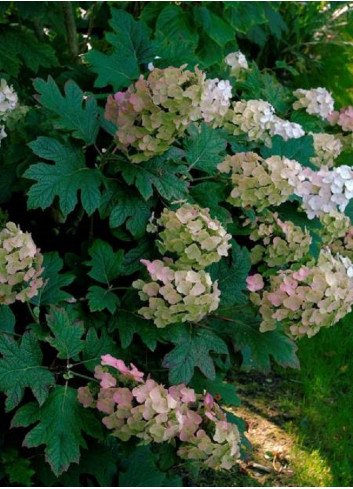 HYDRANGEA quercifolia SNOW QUEEN