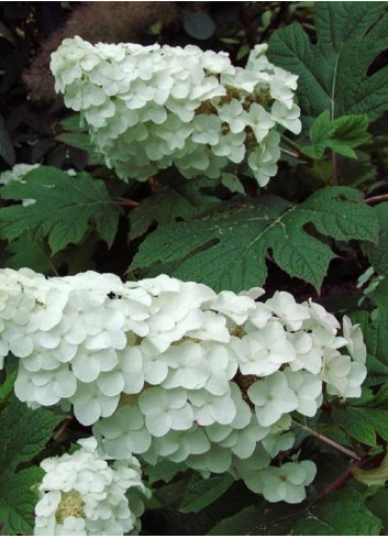 HYDRANGEA quercifolia SNOW QUEEN