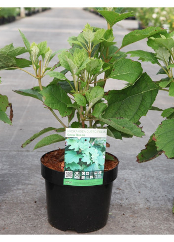 HYDRANGEA quercifolia SNOW QUEEN En pot de 3-4 litres