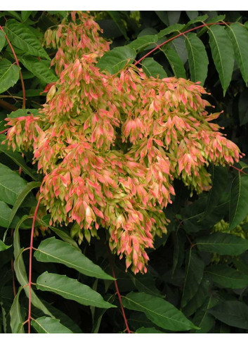 AILANTHUS altissima