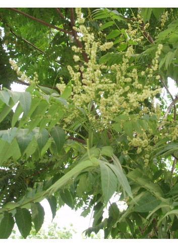 AILANTHUS altissima