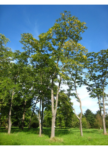 AILANTHUS altissima