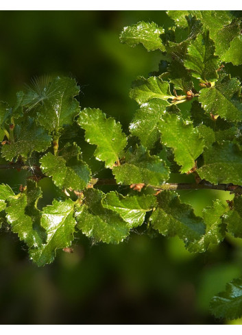 NOTHOFAGUS antartica