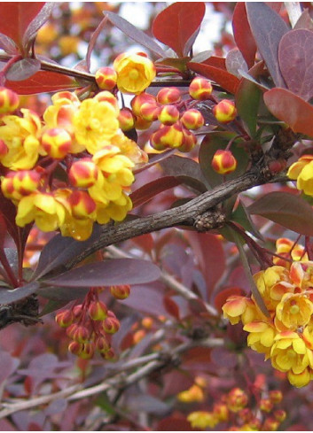 BERBERIS ottawensis AURICOMA