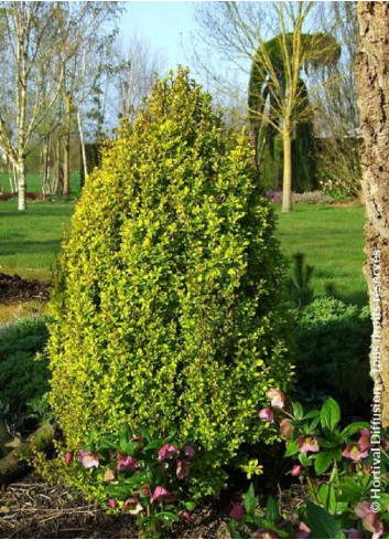 BERBERIS thunbergii GOLDEN TORCH