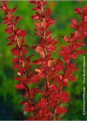 BERBERIS thunbergii GOLDEN TORCH