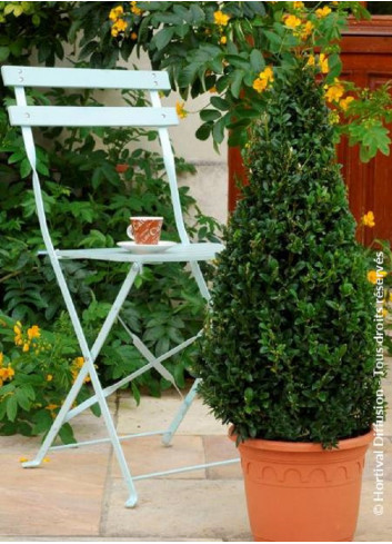 BUXUS sempervirens (Buis commun)