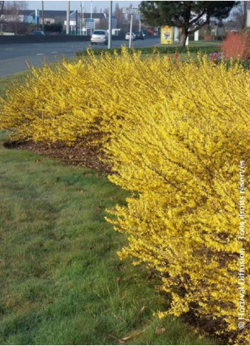 FORSYTHIA intermedia MAREE D'OR