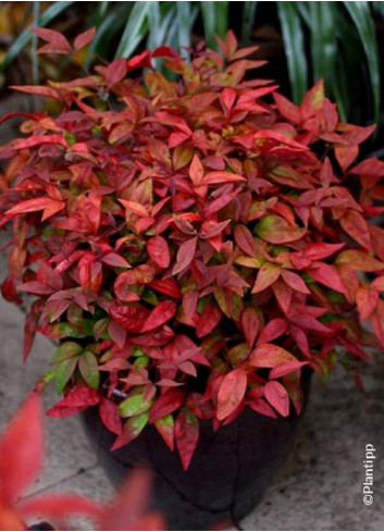 NANDINA domestica BLUSH PINK