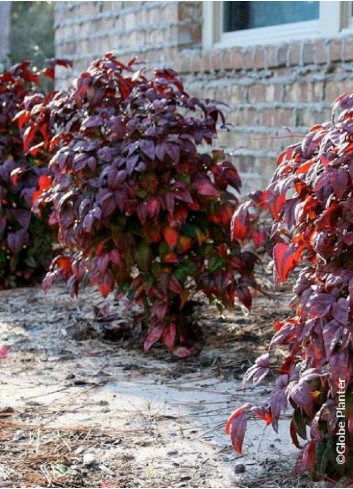 NANDINA domestica BLUSH PINK