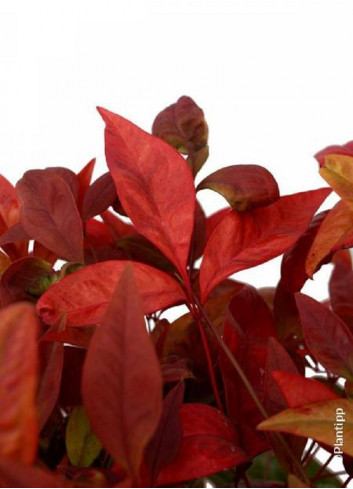 NANDINA domestica BLUSH PINK