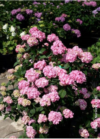 HYDRANGEA ENDLESS SUMMER BLOOMSTAR