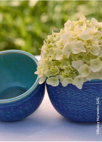 HYDRANGEA ENDLESS SUMMER BUSHING BRIDE