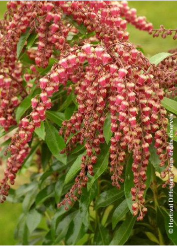 PIERIS japonica VALLEY VALENTINE