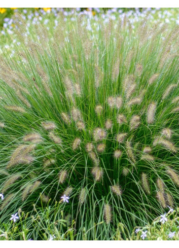 PENNISETUM alopecuroides HAMELN