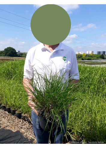 PENNISETUM alopecuroides HAMELN En pot de 4-5 litres