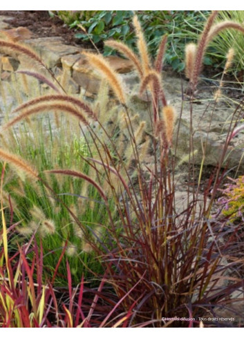 PENNISETUM setaceum RUBRUM