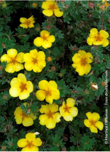 POTENTILLA fruticosa GOLDSTAR