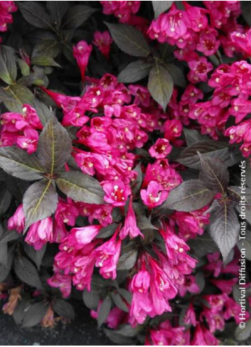 WEIGELA florida MINOR BLACK