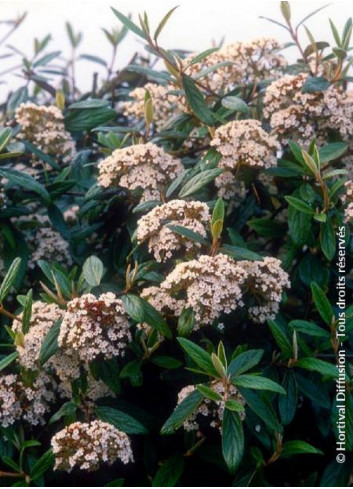 VIBURNUM pragense