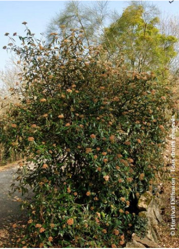 VIBURNUM pragense