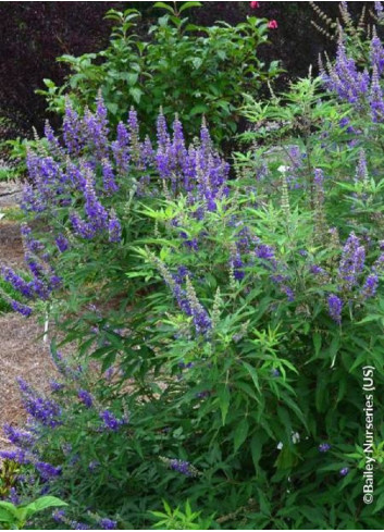 VITEX agnus-castus BLUE DELTA BLUES