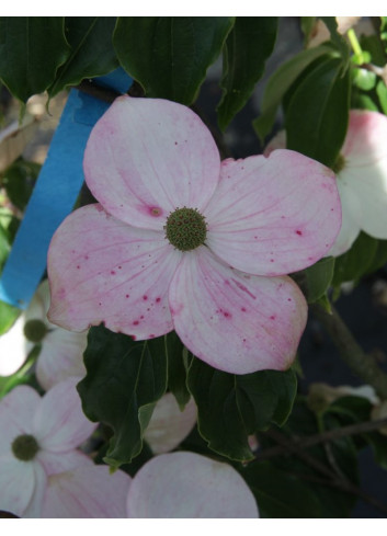 CORNUS kousa TEUTONIA