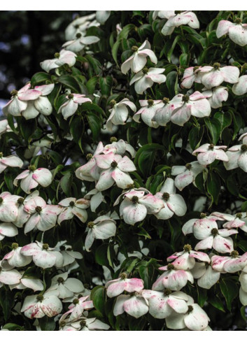 CORNUS kousa TEUTONIA