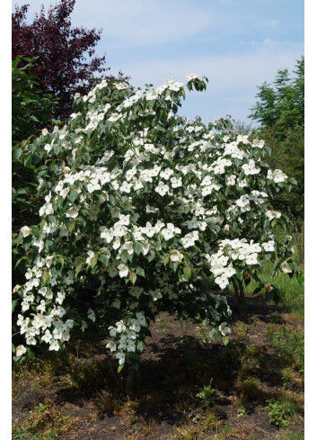 CORNUS kousa TEUTONIA